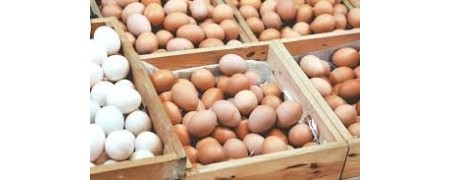Etiquetage Boite Oeuf Etiqueteuse pour production Avicole Date de ponte des oeufs Etiquette PONDU LE Date limite de consommation oeufs Etiqueteuse Oeuf EXTRA FRAIS Etiqueteuse SATO Extra Etiquette pour Calibre Oeufs Etiqueteuse SATO PB 3 producteur Oeufs